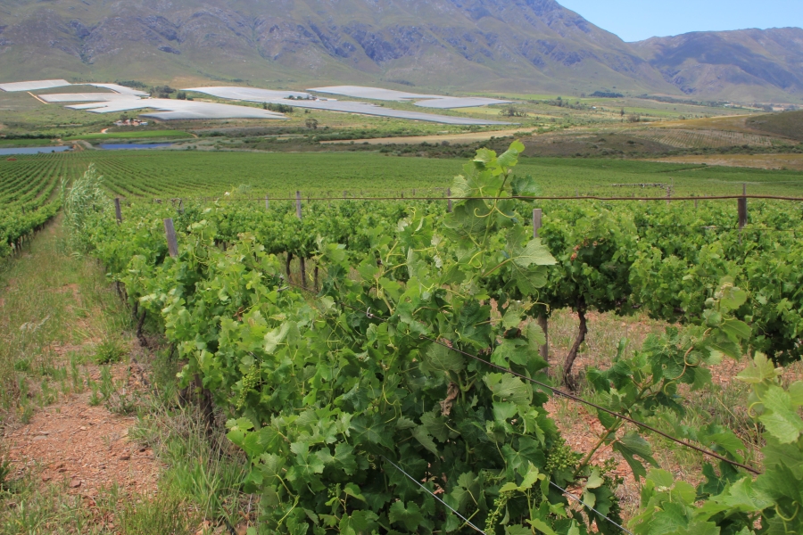 6 Bedroom Property for Sale in Ashton Western Cape